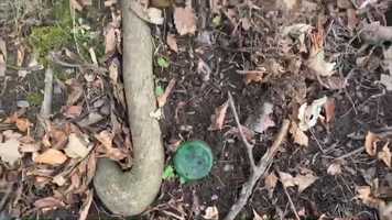 Free download Joy URWBB video and edit with RedcoolMedia movie maker MovieStudio video editor online and AudioStudio audio editor onlin