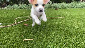 Free download June 26, 2020 Puppy Fun  Barley video and edit with RedcoolMedia movie maker MovieStudio video editor online and AudioStudio audio editor onlin