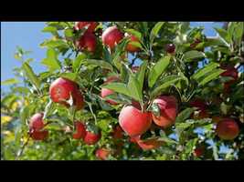 Free download June Apple video and edit with RedcoolMedia movie maker MovieStudio video editor online and AudioStudio audio editor onlin