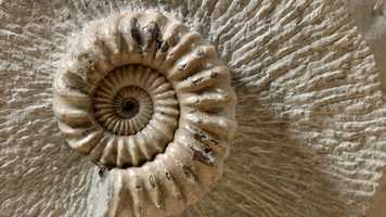 Free download Jurrasic Coast Fun facts video and edit with RedcoolMedia movie maker MovieStudio video editor online and AudioStudio audio editor onlin