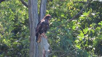 Free download Juvenile Bald Eagles in flight ~ Synchronized aerials video and edit with RedcoolMedia movie maker MovieStudio video editor online and AudioStudio audio editor onlin