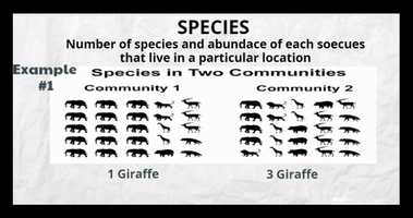 Free download K12-Biodiversity video and edit with RedcoolMedia movie maker MovieStudio video editor online and AudioStudio audio editor onlin