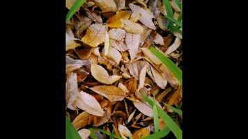 Free download Kagamine Rin - Kouyou (紅葉) video and edit with RedcoolMedia movie maker MovieStudio video editor online and AudioStudio audio editor onlin