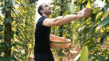 Free download Kampot Jewels Brand Film video and edit with RedcoolMedia movie maker MovieStudio video editor online and AudioStudio audio editor onlin