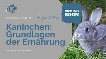 Free download Kaninchen: Grundlagen der Ernhrung (Trailer) video and edit with RedcoolMedia movie maker MovieStudio video editor online and AudioStudio audio editor onlin