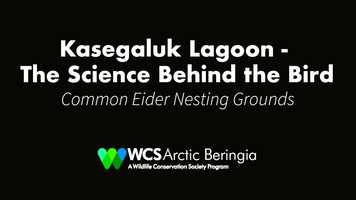 Free download Kasegaluk Lagoon -The Science Behind the Bird video and edit with RedcoolMedia movie maker MovieStudio video editor online and AudioStudio audio editor onlin