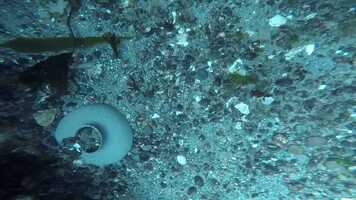 Free download kelp understory movie Ebey 20210811 video and edit with RedcoolMedia movie maker MovieStudio video editor online and AudioStudio audio editor onlin