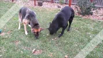 Free download Kibble Hunt video and edit with RedcoolMedia movie maker MovieStudio video editor online and AudioStudio audio editor onlin