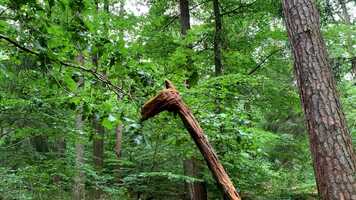 Free download Kinderwald Trailer  final video and edit with RedcoolMedia movie maker MovieStudio video editor online and AudioStudio audio editor onlin