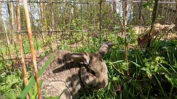 Free download Kindred for Kids: Part 10: Marilyn and the Rabbits video and edit with RedcoolMedia movie maker MovieStudio video editor online and AudioStudio audio editor onlin