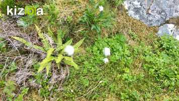 Free download KIZOA Movie Maker 1z3tio5v video and edit with RedcoolMedia movie maker MovieStudio video editor online and AudioStudio audio editor onlin