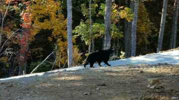 Free download KIZOA-Movie-Maker-m9ru2w7t video and edit with RedcoolMedia movie maker MovieStudio video editor online and AudioStudio audio editor onlin