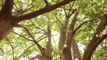 Free download Knees and Shrubs by Melinda Smith (2020) video and edit with RedcoolMedia movie maker MovieStudio video editor online and AudioStudio audio editor onlin