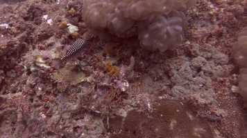 Free download Koh Yao Yai - Short movie video and edit with RedcoolMedia movie maker MovieStudio video editor online and AudioStudio audio editor onlin