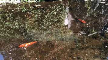 Free download Koi in Pond (no voice) video and edit with RedcoolMedia movie maker MovieStudio video editor online and AudioStudio audio editor onlin