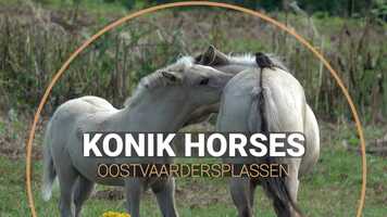Free download Konik Horses, Oostvaardersplassen video and edit with RedcoolMedia movie maker MovieStudio video editor online and AudioStudio audio editor onlin