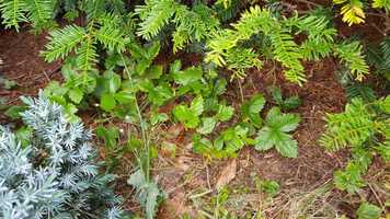 Free download Kraut und Garten video and edit with RedcoolMedia movie maker MovieStudio video editor online and AudioStudio audio editor onlin