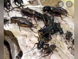 Free download L-2  A Hero (Supplementary) video and edit with RedcoolMedia movie maker MovieStudio video editor online and AudioStudio audio editor onlin