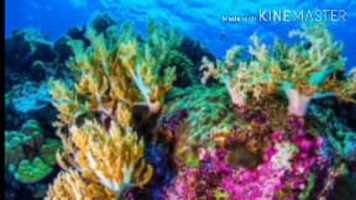 Free download L -7 The coastal plain and Island video and edit with RedcoolMedia movie maker MovieStudio video editor online and AudioStudio audio editor onlin