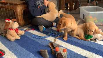 Free download Labrador Litter: Christmas Decoration video and edit with RedcoolMedia movie maker MovieStudio video editor online and AudioStudio audio editor onlin