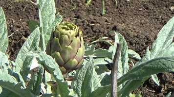 Free download LA CARRERETAINE_EPISODE 3 video and edit with RedcoolMedia movie maker MovieStudio video editor online and AudioStudio audio editor onlin