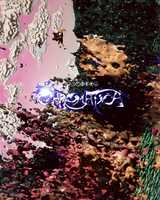 Free download Lady Gaga x Adobe - Competition Entry video and edit with RedcoolMedia movie maker MovieStudio video editor online and AudioStudio audio editor onlin