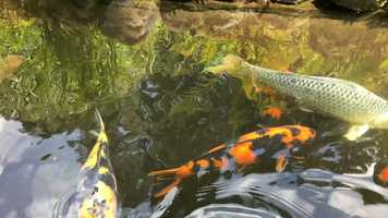 Free download Large Koi (no sound) video and edit with RedcoolMedia movie maker MovieStudio video editor online and AudioStudio audio editor onlin