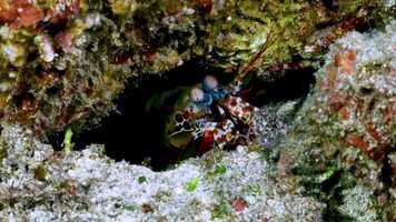 Free download La Squille Mantis - Un Ocan de Vie S3E17 video and edit with RedcoolMedia movie maker MovieStudio video editor online and AudioStudio audio editor onlin