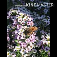 Free download Latin Favorites Music for Dancing With a Rag and a Broom video and edit with RedcoolMedia movie maker MovieStudio video editor online and AudioStudio audio editor onlin