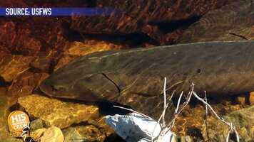 Free download Lauren has a fun fact about the sturgeon fish! video and edit with RedcoolMedia movie maker MovieStudio video editor online and AudioStudio audio editor onlin