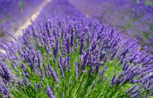 Free download Lavender Cover Song - Lily O. video and edit with RedcoolMedia movie maker MovieStudio video editor online and AudioStudio audio editor onlin