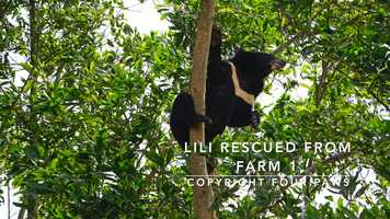 Free download Lawless Lands Trailer - The Nghe An 13 Bears video and edit with RedcoolMedia movie maker MovieStudio video editor online and AudioStudio audio editor onlin