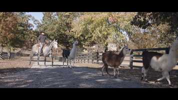 Free download Learn all about what we do at Horse Of My Dreams! video and edit with RedcoolMedia movie maker MovieStudio video editor online and AudioStudio audio editor onlin