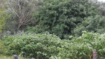 Free download learning about hesitation as a most urgent activity ( Lucky Luk ) video and edit with RedcoolMedia movie maker MovieStudio video editor online and AudioStudio audio editor onlin