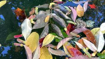 Free download Leaves in Water (no sound) video and edit with RedcoolMedia movie maker MovieStudio video editor online and AudioStudio audio editor onlin