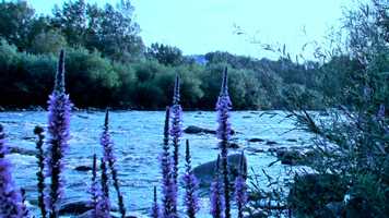 Free download Le Bal des Sirnes - version anglaise (ss-titre) video and edit with RedcoolMedia movie maker MovieStudio video editor online and AudioStudio audio editor onlin