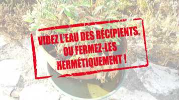 Free download Le moustique tigre (film danimation de lIRD) video and edit with RedcoolMedia movie maker MovieStudio video editor online and AudioStudio audio editor onlin