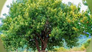 Free download le papillon.movie video and edit with RedcoolMedia movie maker MovieStudio video editor online and AudioStudio audio editor onlin