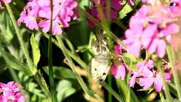 Free download Le Plan National dAction pour les papillons de jour : le Semi-apollon dans le Diois video and edit with RedcoolMedia movie maker MovieStudio video editor online and AudioStudio audio editor onlin