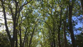 Free download Les Fleurs de Chenonceaux video and edit with RedcoolMedia movie maker MovieStudio video editor online and AudioStudio audio editor onlin