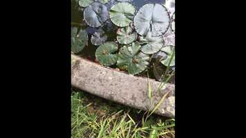 Free download Les grenouilles video and edit with RedcoolMedia movie maker MovieStudio video editor online and AudioStudio audio editor onlin