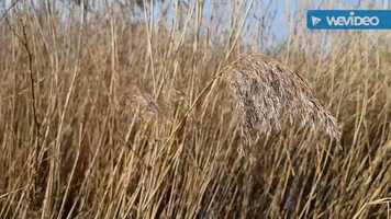 Free download Lesson 4. MUSIC @galakhovaschool video and edit with RedcoolMedia movie maker MovieStudio video editor online and AudioStudio audio editor onlin