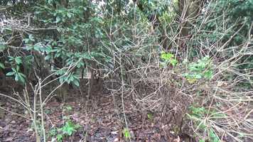 Free download Lewis Murray, Edinburgh Napier short film video and edit with RedcoolMedia movie maker MovieStudio video editor online and AudioStudio audio editor onlin