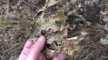 Free download Lichen Intro video and edit with RedcoolMedia movie maker MovieStudio video editor online and AudioStudio audio editor onlin