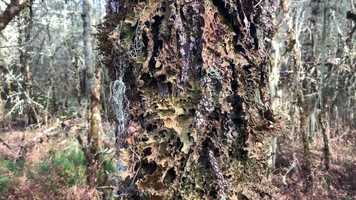 Free download Lichens and Moss Scan (no sound) video and edit with RedcoolMedia movie maker MovieStudio video editor online and AudioStudio audio editor onlin