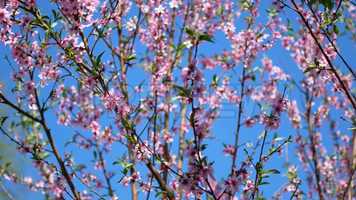 Free download Lilac Tree Stock Video video and edit with RedcoolMedia movie maker MovieStudio video editor online and AudioStudio audio editor onlin