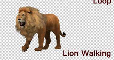 Free download Lion Walking Looped Animation | Motion Graphics - Envato elements video and edit with RedcoolMedia movie maker MovieStudio video editor online and AudioStudio audio editor onlin