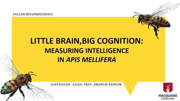 Free download Little Brain, Big Cognition: Measuring Intelligence in the Honey bee video and edit with RedcoolMedia movie maker MovieStudio video editor online and AudioStudio audio editor onlin