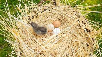 Free download Little Chick In Basket Stock Video video and edit with RedcoolMedia movie maker MovieStudio video editor online and AudioStudio audio editor onlin