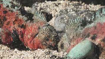 Free download Liza Daz Lalova I Reel 2020 video and edit with RedcoolMedia movie maker MovieStudio video editor online and AudioStudio audio editor onlin